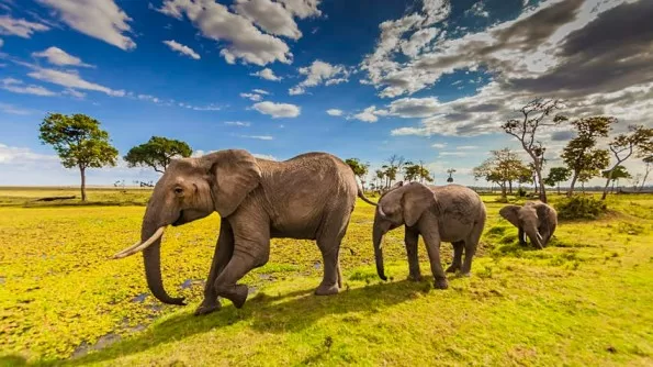 20 Best Places to Visit in Sub-Saharan Africa 43 Masai Mara National Reserve, Kenya