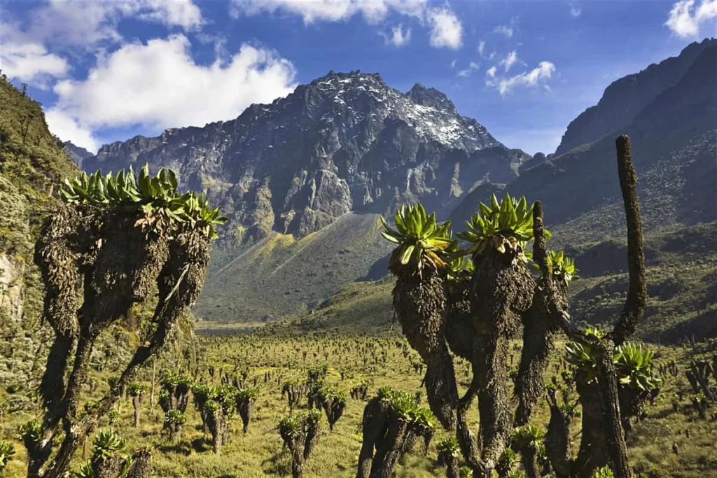 15 Highest Mountains In Africa You Need To Visit In 2024 14 Rwenzori Mountains - Uganda, Democratic Republic of Congo