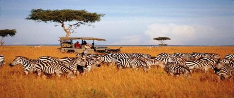 15 Must-See Places For Your Tanzania Safari Tours and Trips 2024 21 Maasai Mara (bondering Kenya)