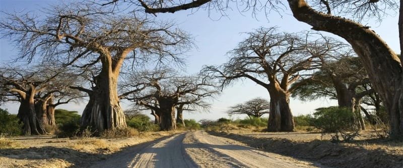 15 Must-See Places For Your Tanzania Safari Tours and Trips 2024 17 Ruaha National Park
