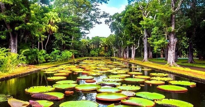 SSR Botanic Garden (Pamplemousses)