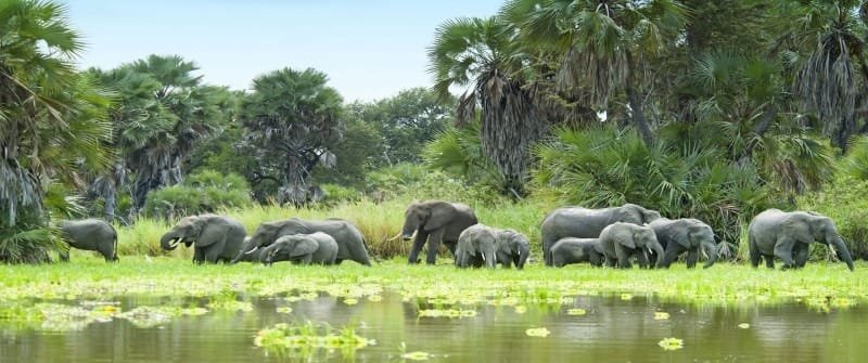 15 Must-See Places For Your Tanzania Safari Tours and Trips 2024 18 Selous Game Reserve