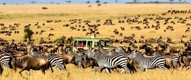 15 Must-See Places For Your Tanzania Safari Tours and Trips 2024 12 Serengeti National Park