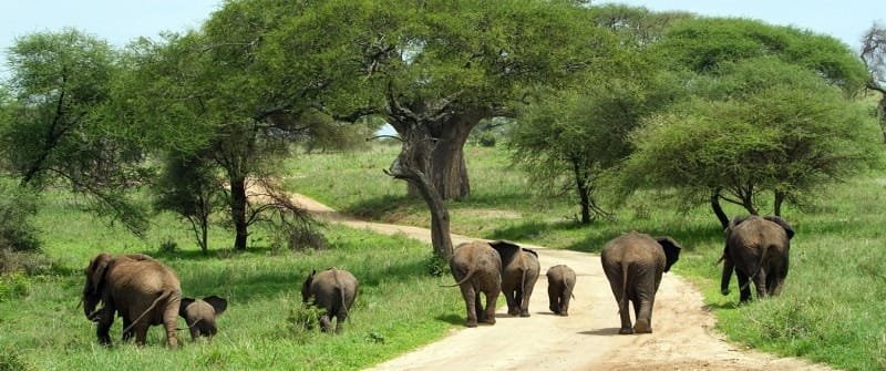 15 Must-See Places For Your Tanzania Safari Tours and Trips 2024 14 Tarangire National Park