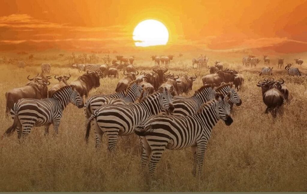 The 10 Best Places To Visit In Africa In 2025 15 Masai Mara National Reserve, Kenya