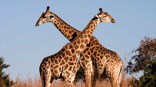 Fascinating facts about African wildlife