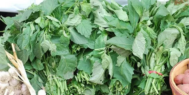 Health Benefits of Bitter Leaf