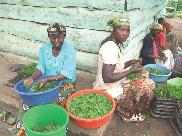 African Herbs To Help You Get Pregnant