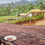 The Diversity of Africa's Coffee Culture: Where to Get the Best Brew
