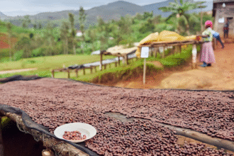 The Diversity of Africa's Coffee Culture: Where to Get the Best Brew