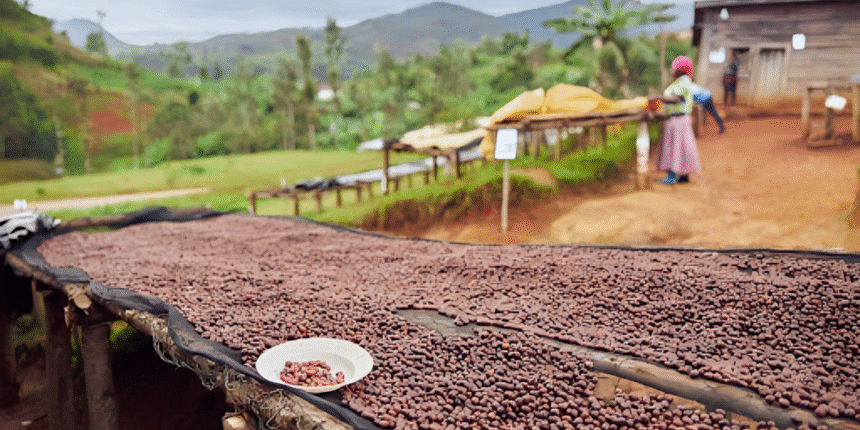 The Diversity of Africa's Coffee Culture: Where to Get the Best Brew